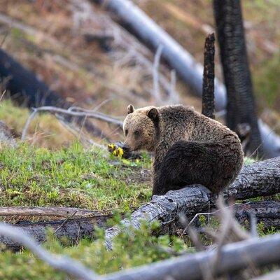 Yellowstone Wildlife and Photo Upper Loop Tour West Yellowstone 