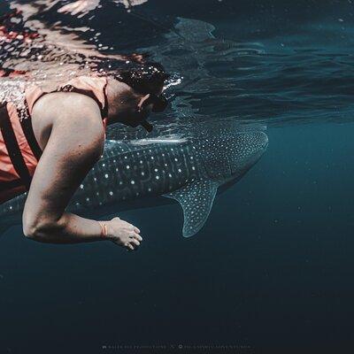 6 Hrs Whale Shark Private Watching Activity in Isla Mujeres