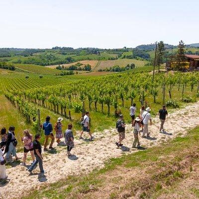 Tuscany Day Trip from Florence: Siena, San Gimignano, Pisa and Lunch at a Winery