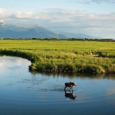 Private Tour: Anchorage 3-Hour Tour