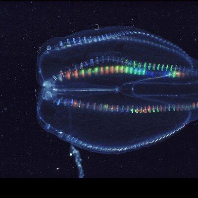 Comb Jelly Bioluminescence Clear Kayak Glow Tour