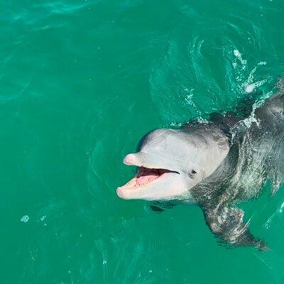 Shell Island Dolphin Sightseeing Boat Tour