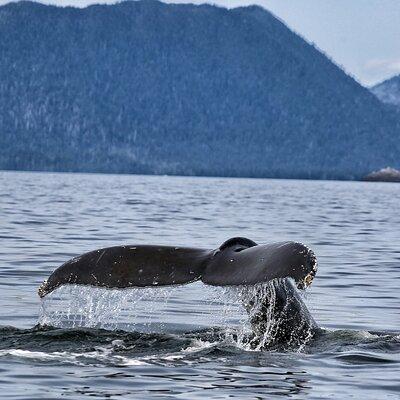 2 Hour Whale Watching and Wildlife Tour in Sitka