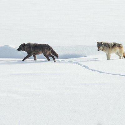 Yellowstone Winter Wolf and Wildlife Tour