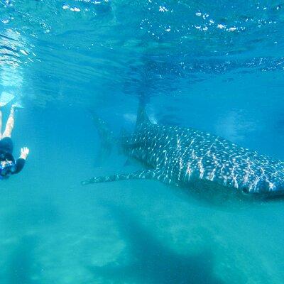 La Paz Whale Shark Snorkeling Tour and Lunch From Los Cabos