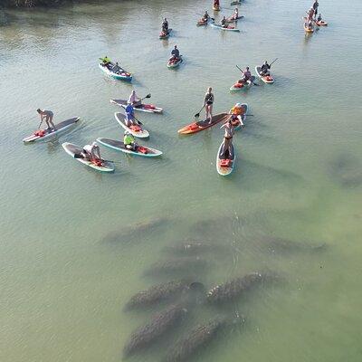 New Smyrna Dolphin and Manatee Kayak and SUP Adventure Tour