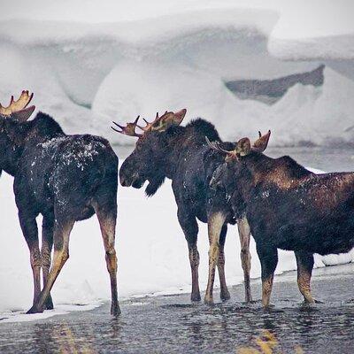 Winter Wildlife Safari in Yellowstone National Park