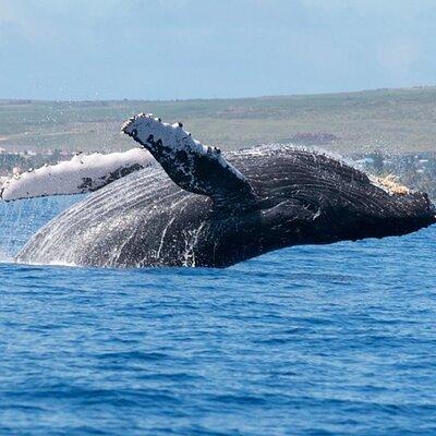 Whale watching inlet and restaurant charm 