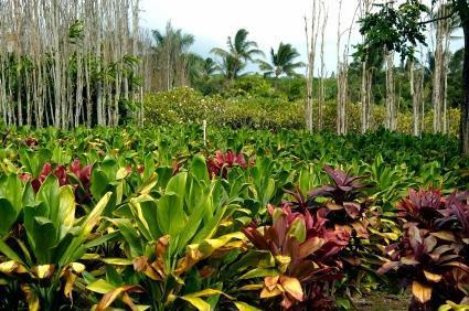 Maui Tropical Plantation