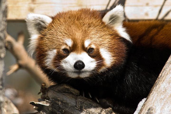 Calgary Zoo