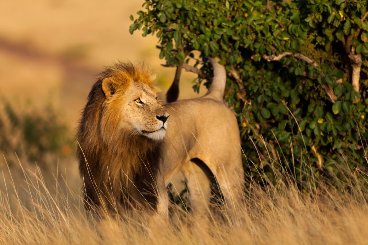 Masai Mara National Reserve (Maasai Mara National Park)