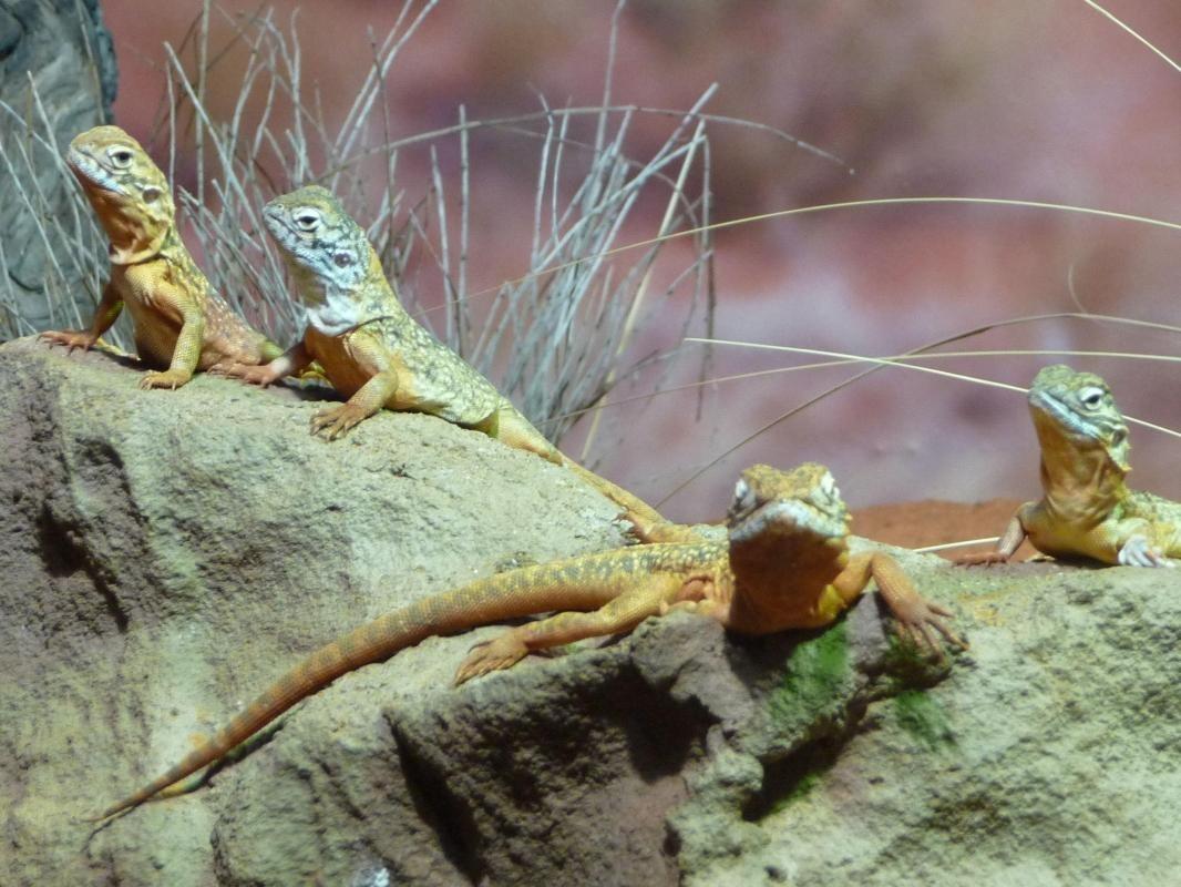 WILD LIFE Sydney Zoo