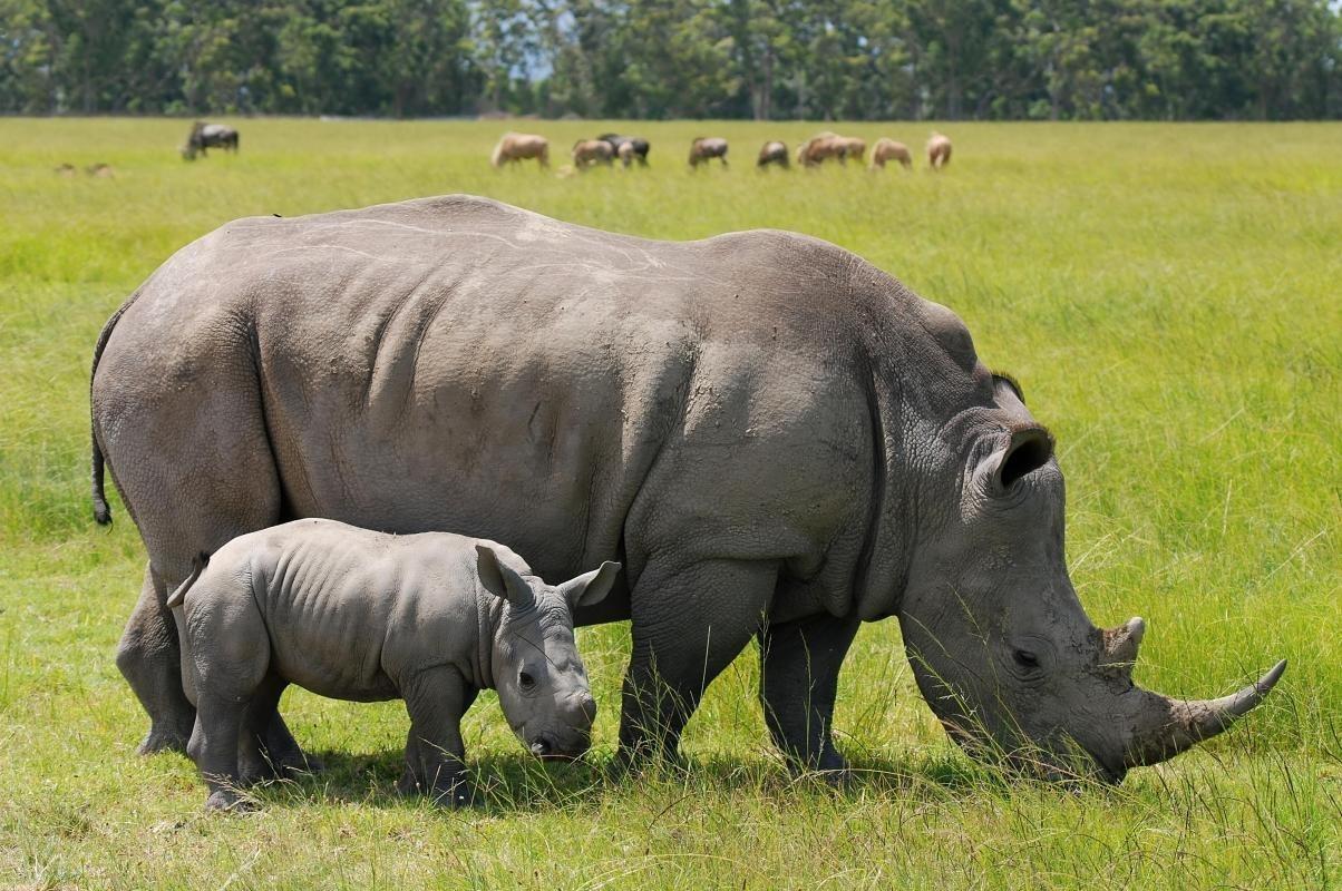 Nairobi National Park