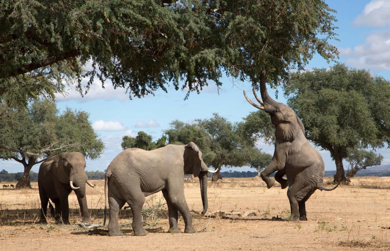 Chobe National Park