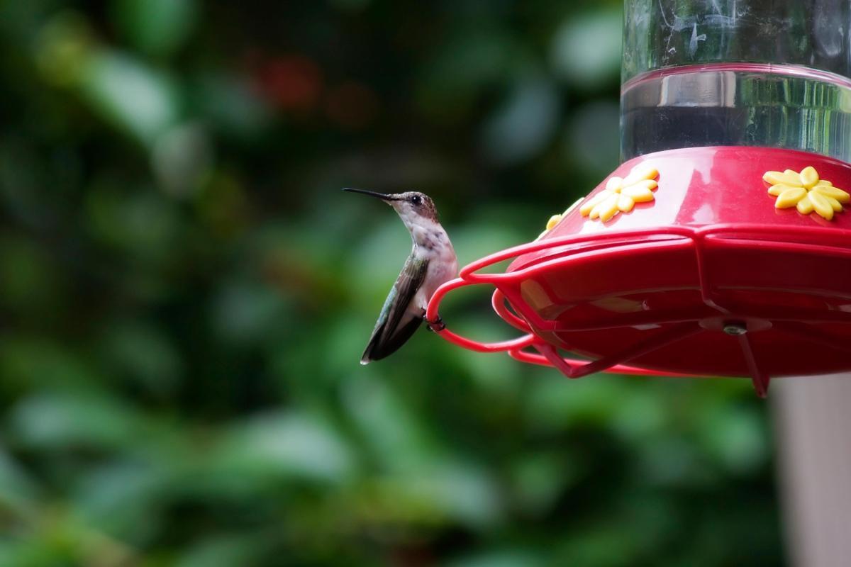 Wing Haven Garden and Bird Sanctuary