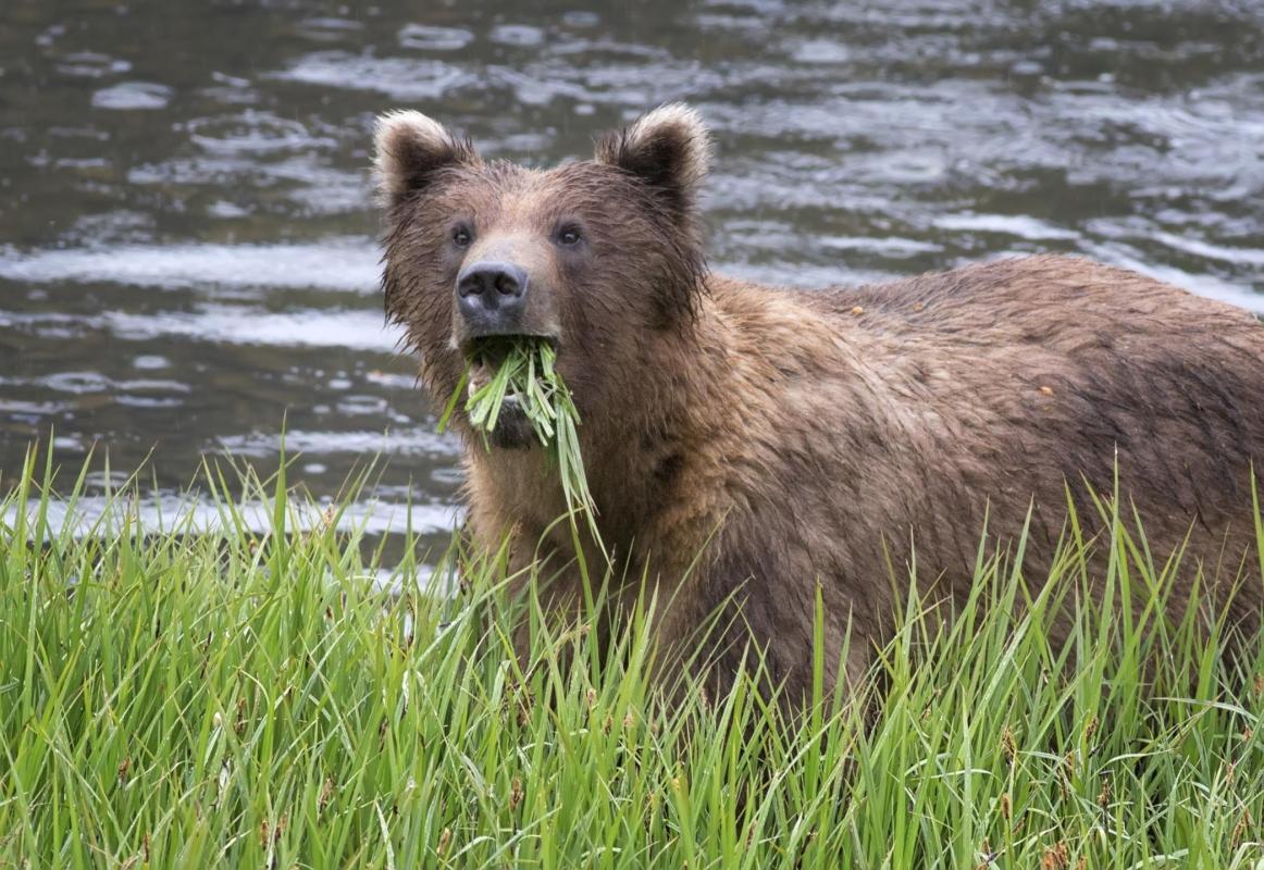 Fortress of the Bear