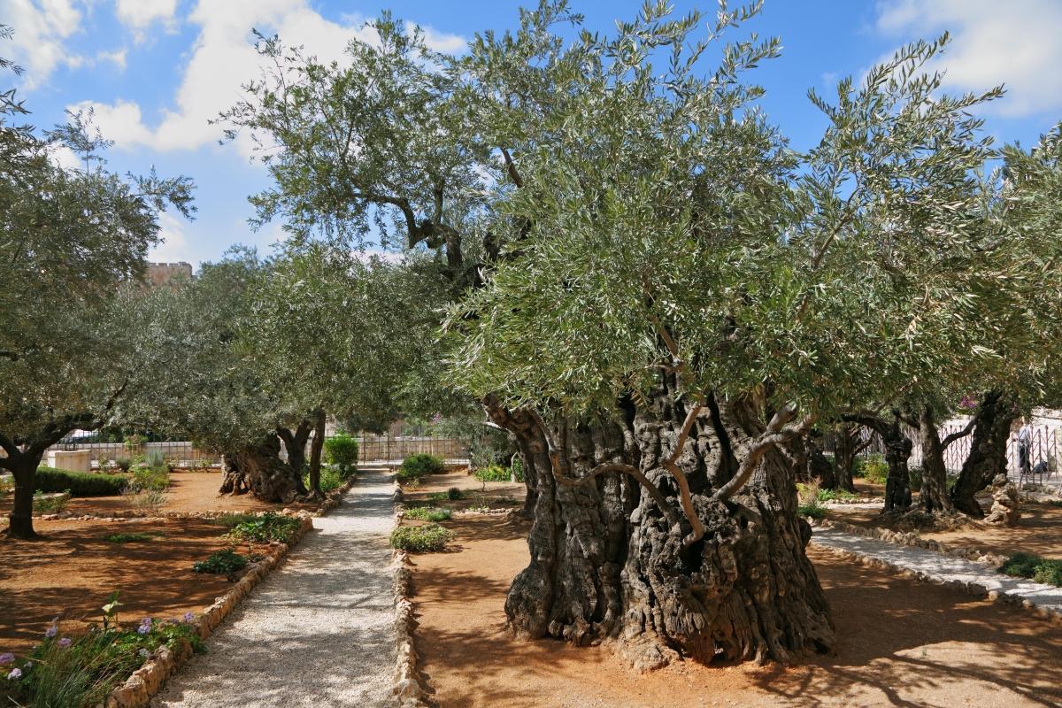 Garden of Gethsemane