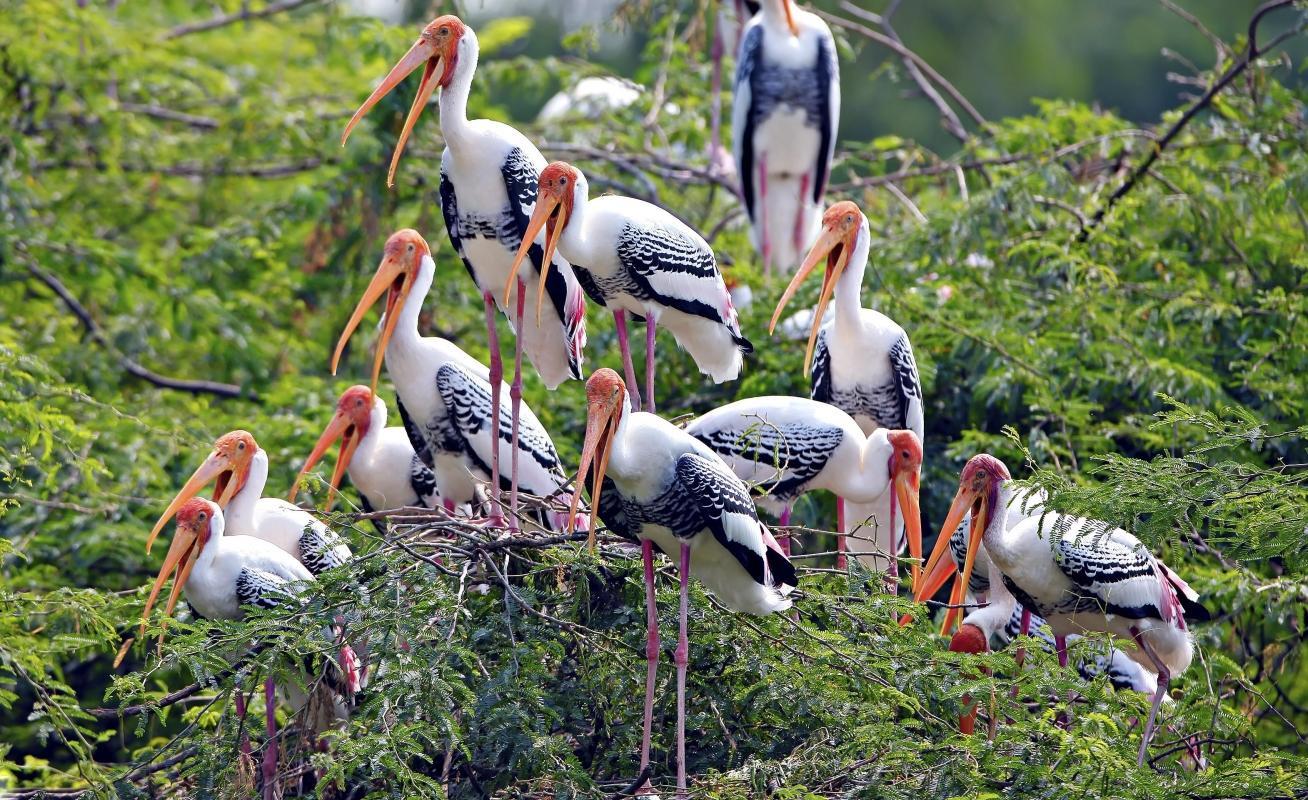 Keoladeo Ghana National Park