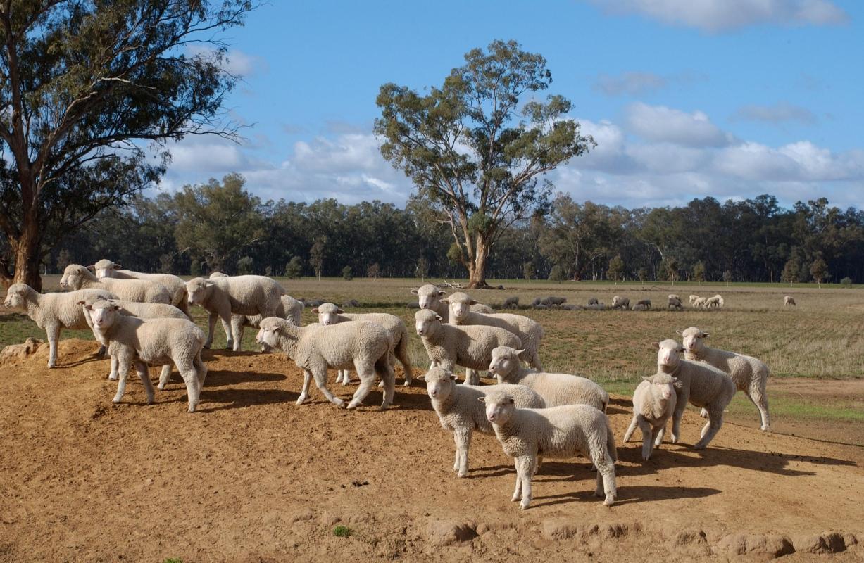 Tobruk Sheep Station