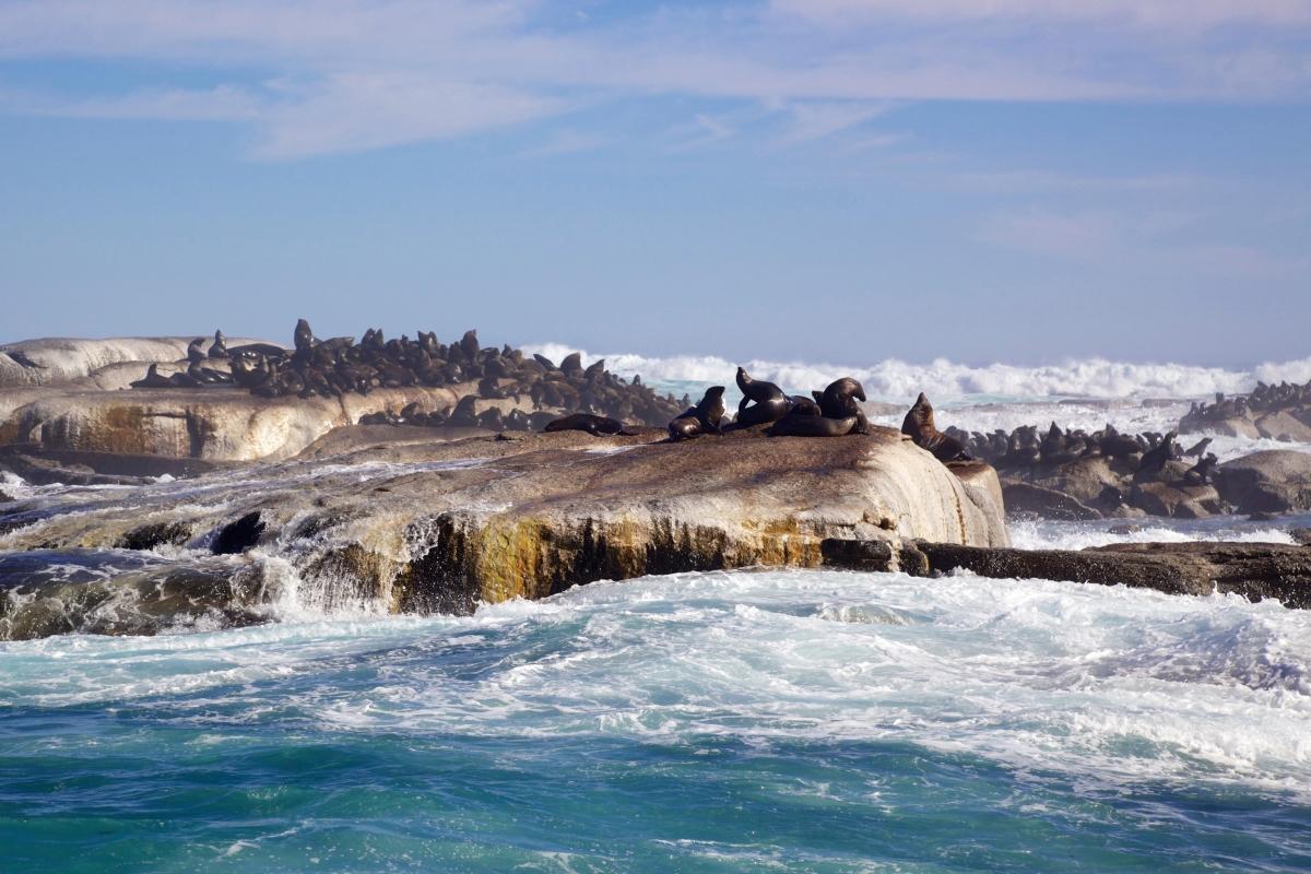 Duiker Island