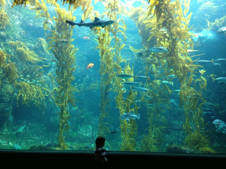 Birch Aquarium at Scripps