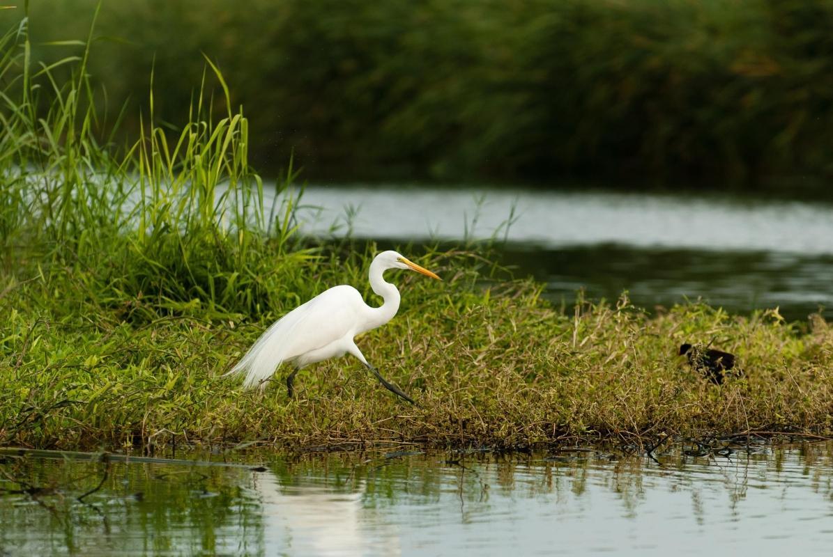 San Jose Estuary (Estero San José)