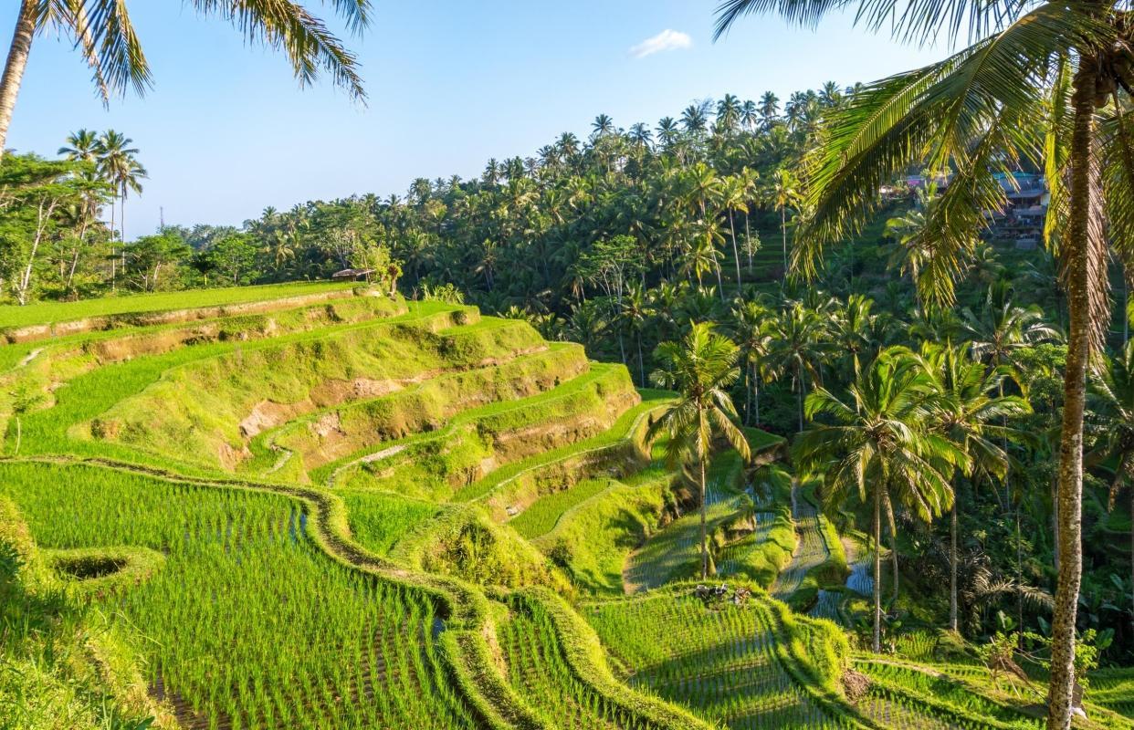 Tegalalang Rice Terrace (Sawah Terasering Tegalalang)