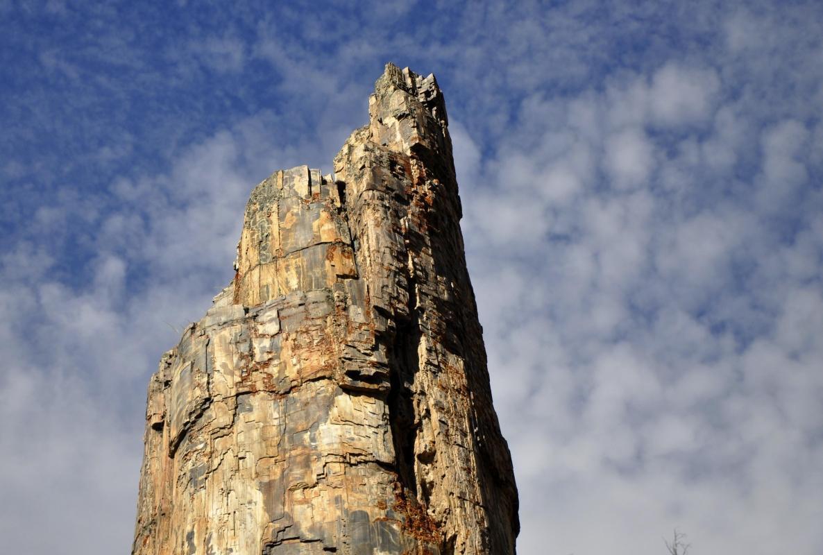 Yellowstone Petrified Tree