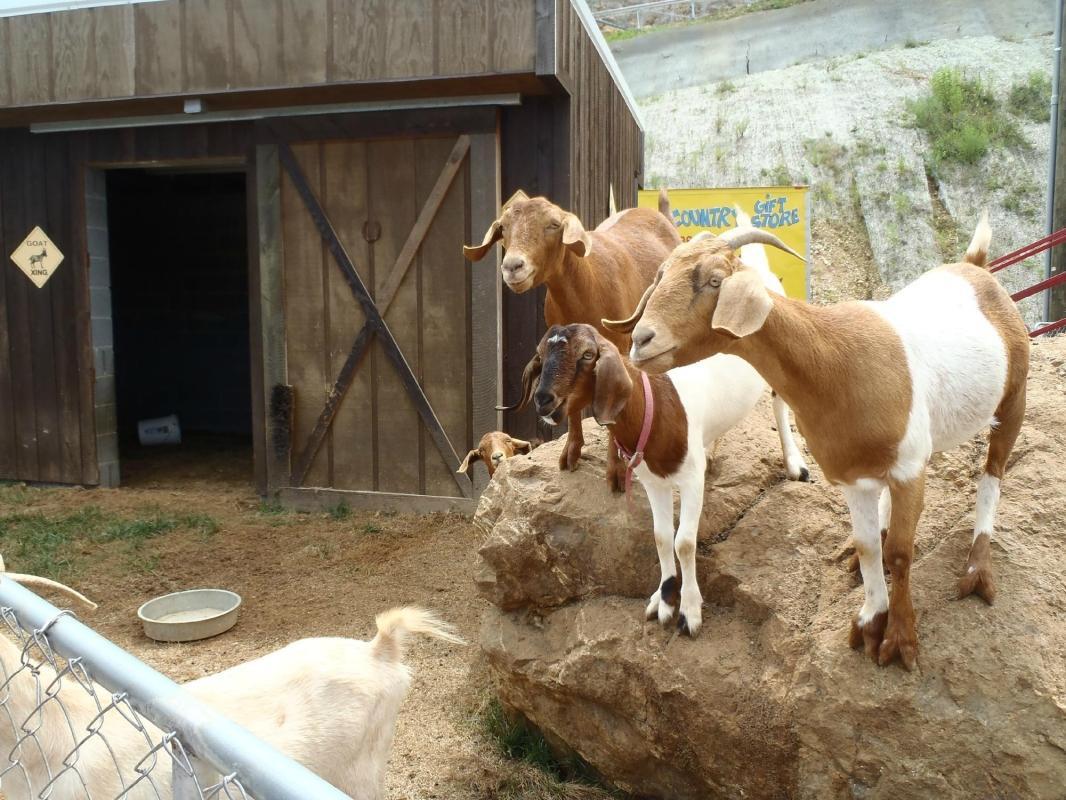 The Coaster at Goats on the Roof