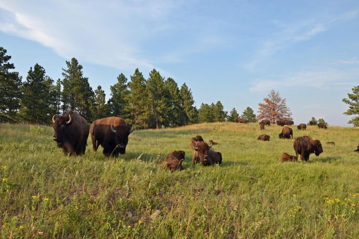 Custer State Park