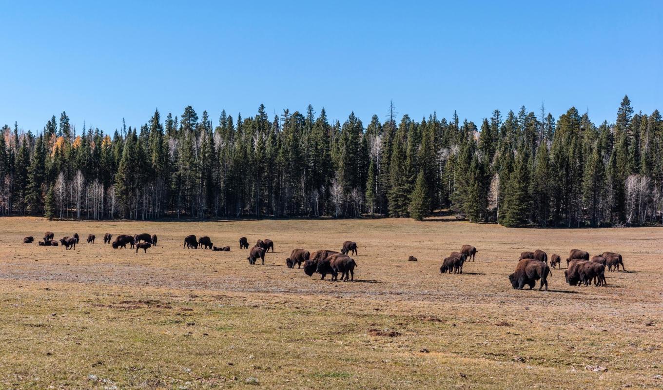 Kaibab National Forest