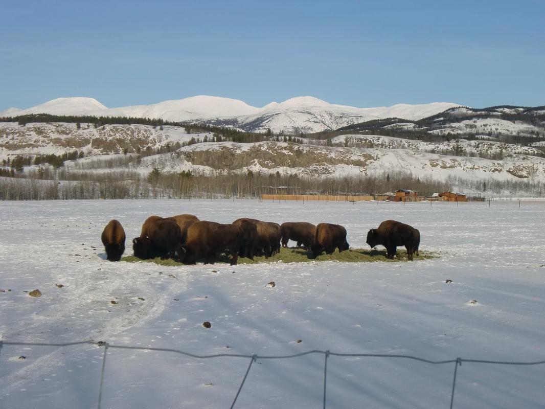 Yukon Wildlife Preserve