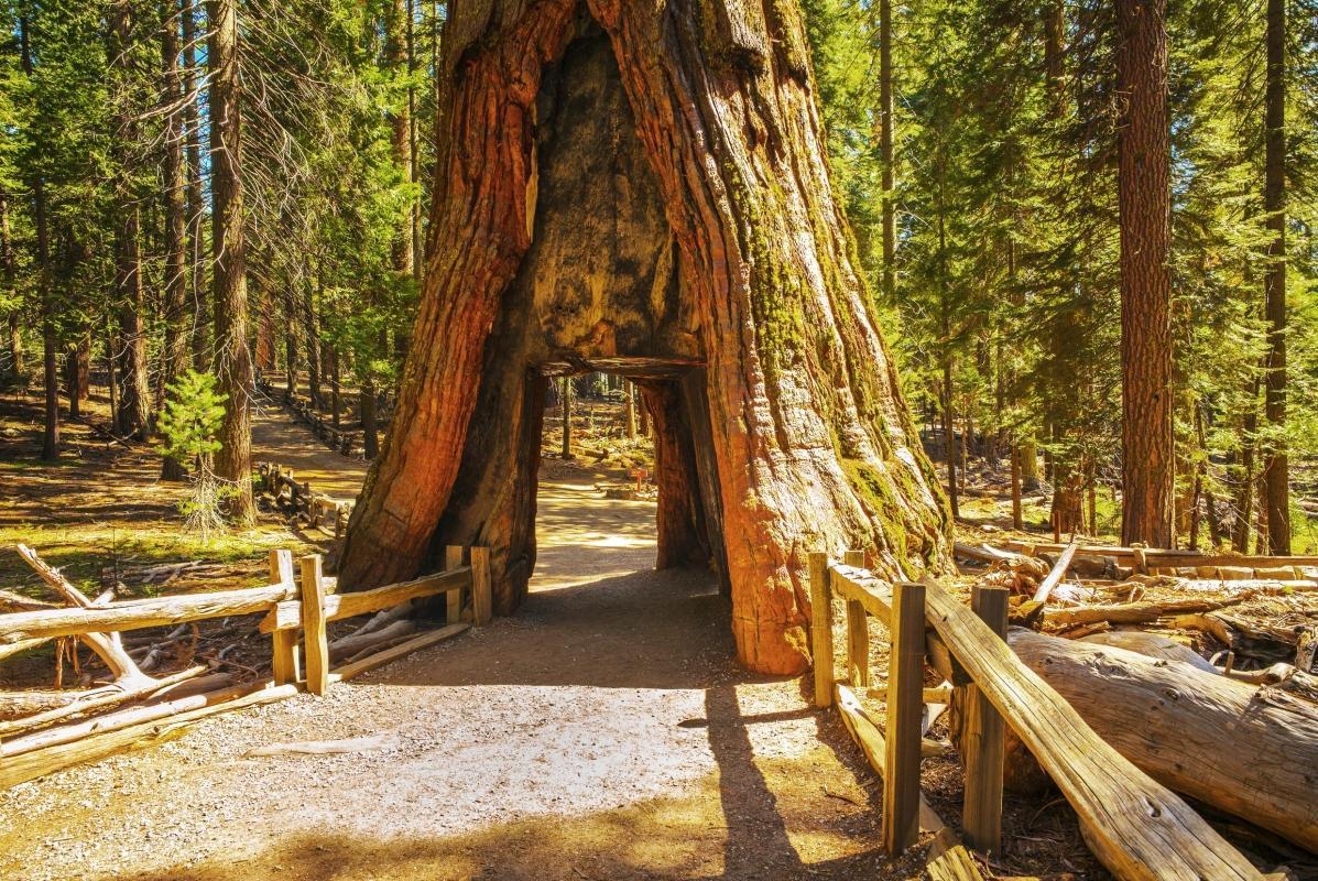 Tuolumne Grove