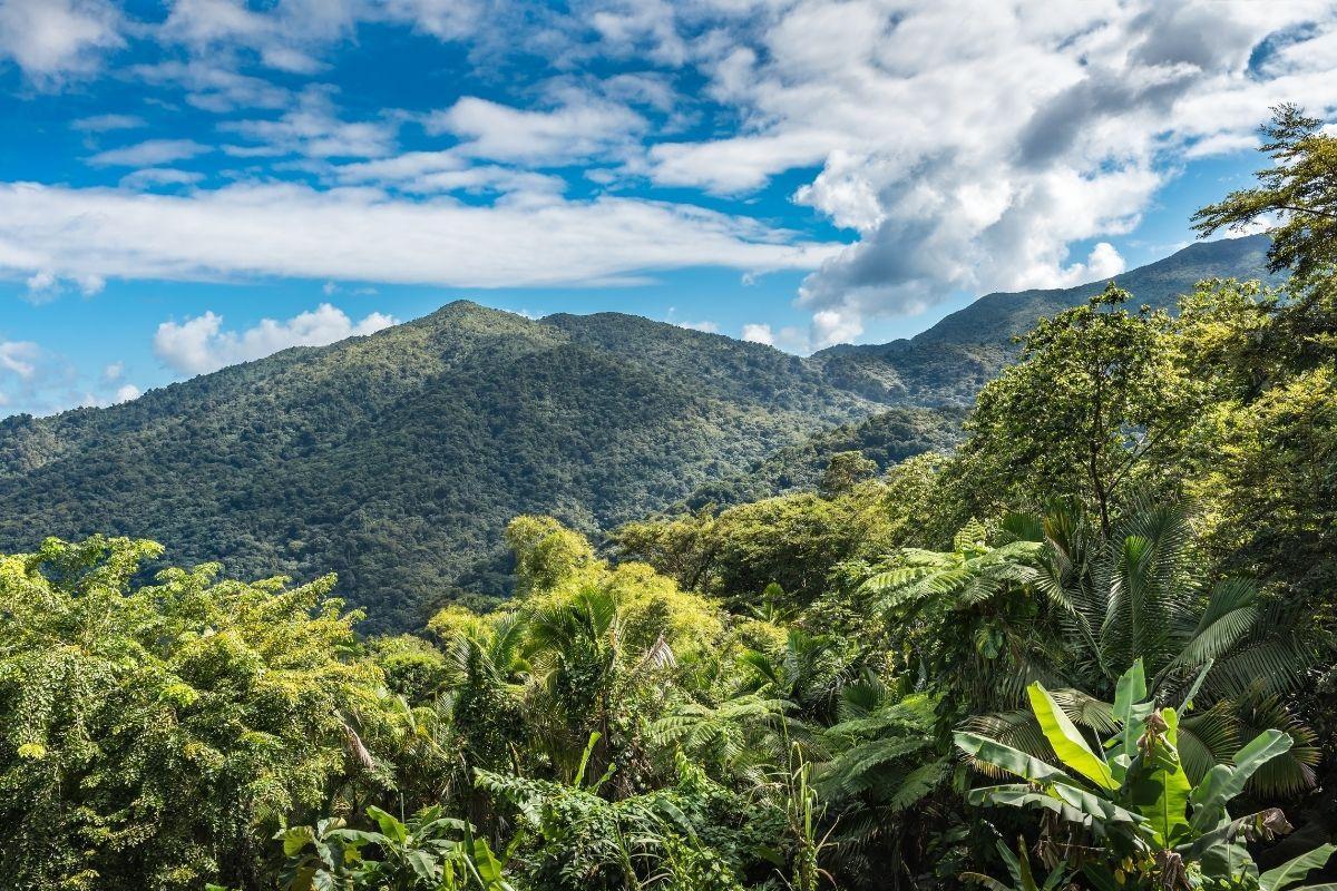 El Yunque National Forest