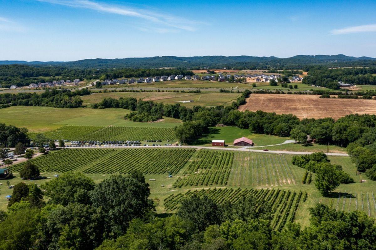 Arrington Vineyards