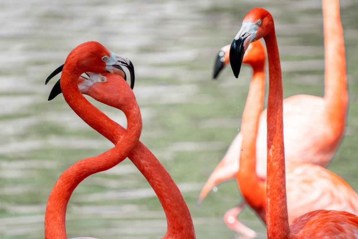 San Antonio Zoo