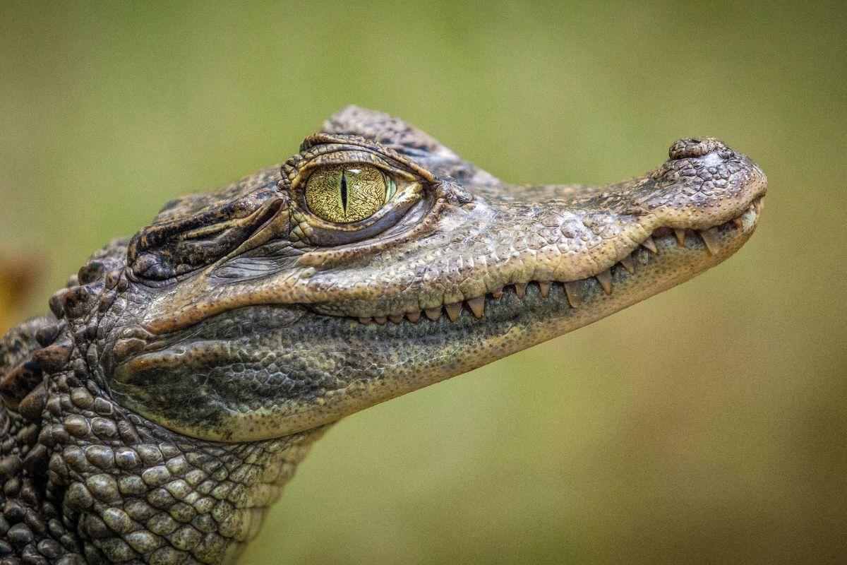 El Cora Crocodile Sanctuary