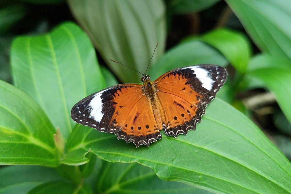 Butterfly Rainforest