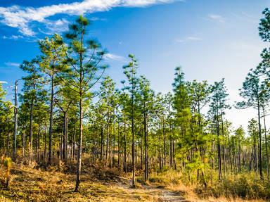 Longleaf Trail Scenic Byway