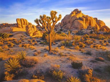 Joshua Tree National Park