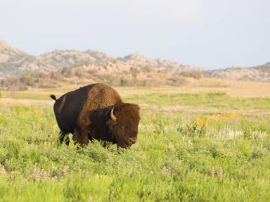 Wichita Mountains Wildlife Refuge Scenic Drive