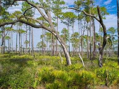 Florida Black Bear Scenic Route 40